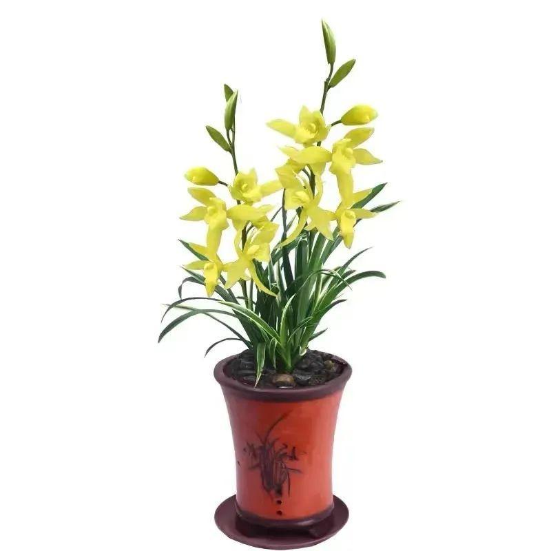 耐寒又好养的香水花,家里可以养法国香水花