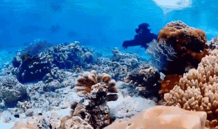 建议在哪里拿潜水证,如何免费学习潜水证