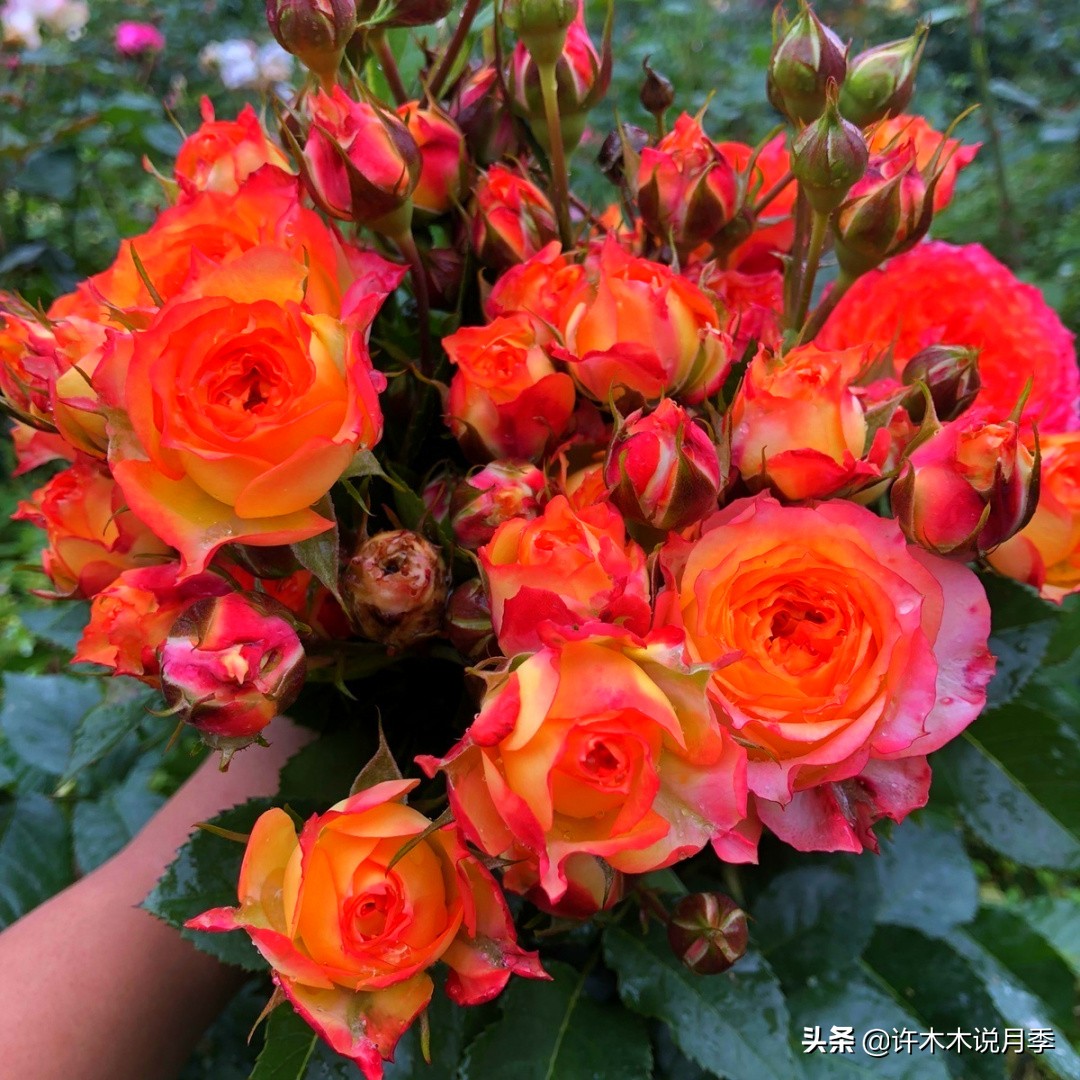 新手月季种植手册,牢记这6点,不死苗、开花多。新手收藏备用