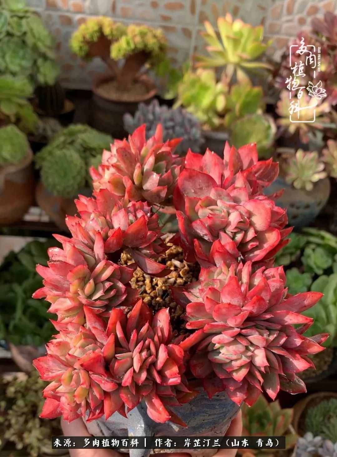 寒冷的冬季唯有多肉,冬日里的多肉宛如雪莲花