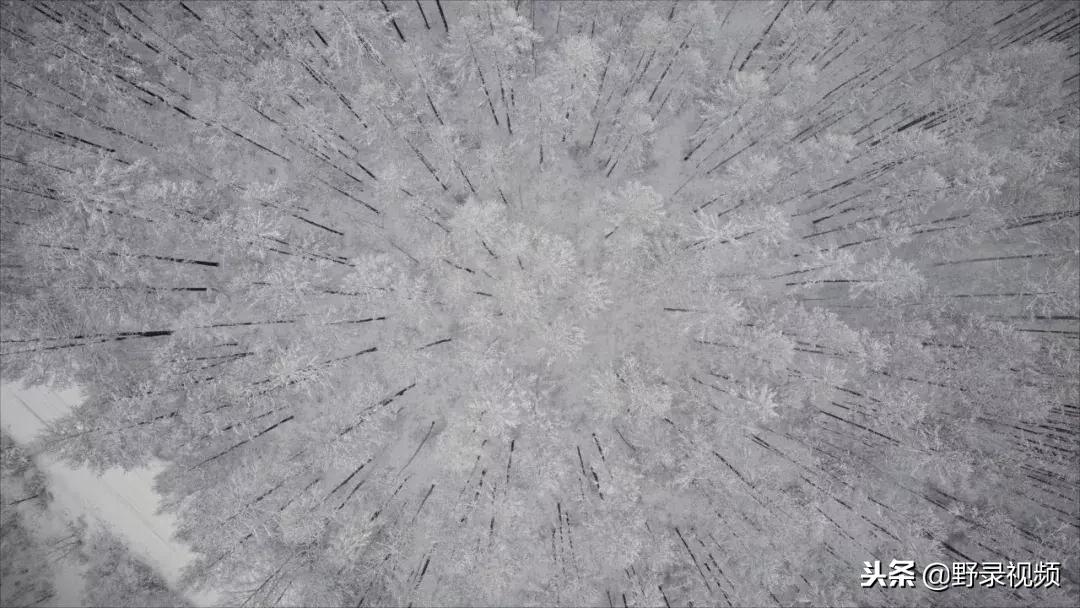 敖鲁古雅原始部落驯鹿喂草,敖鲁古雅驯鹿旅行