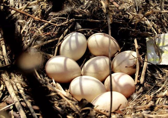 云南孔雀鸡,孔雀下蛋不愿孵蛋