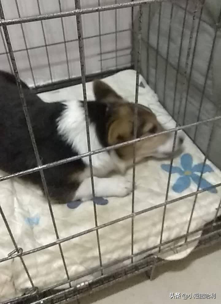 狗舍怎么养柯基,第一次养狗适合养柯基吗