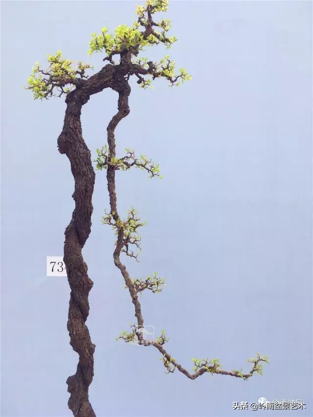 文人杂木盆景精品欣赏,可以做盆景的杂木图片大全