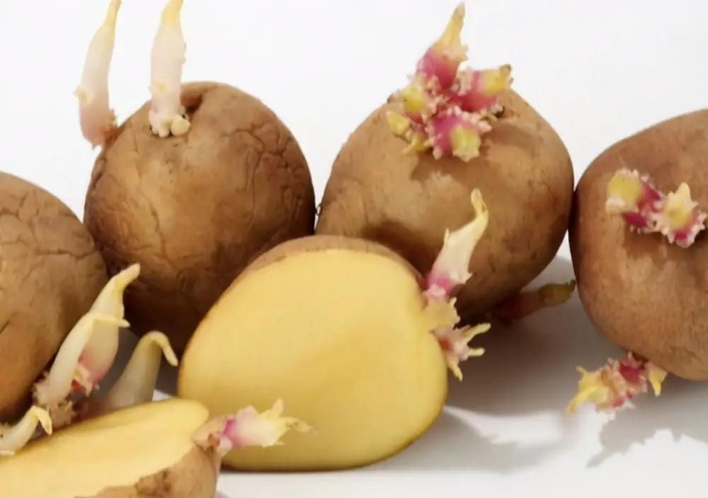 种植马铃薯教程全过程视频,请教你种植土豆的方法