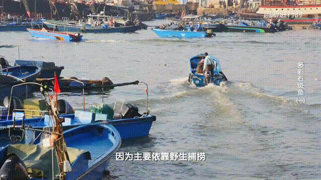 一条石斑鱼,一条石斑鱼一碗白饭