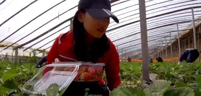 北纬37度康旅示范小镇,商河县康养