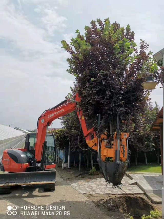 常青小型挖树机多少钱一台,常青挖树机厂家