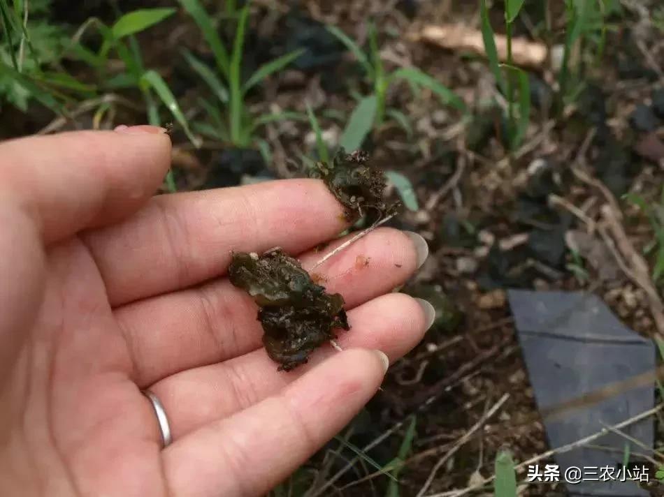 农村这种野菜“雨后”才出现,有人嫌脏,但营养极高