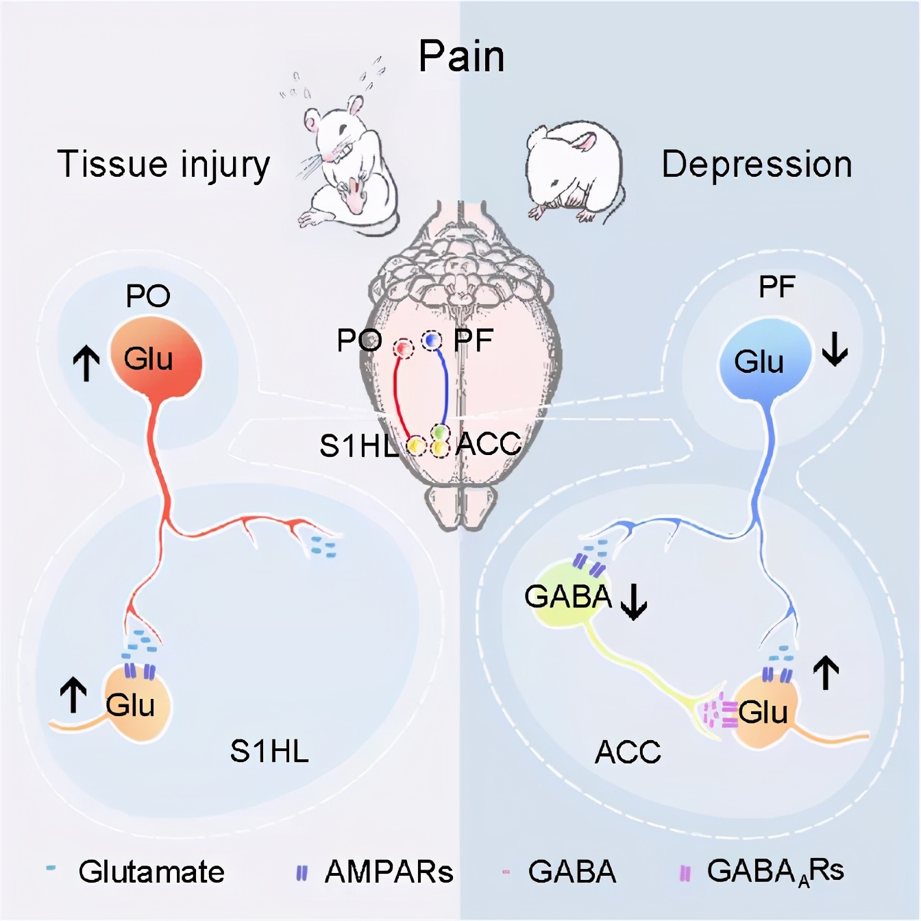 连发两篇!中科大张智组在疼痛—抑郁的神经环路方面取得重要进展