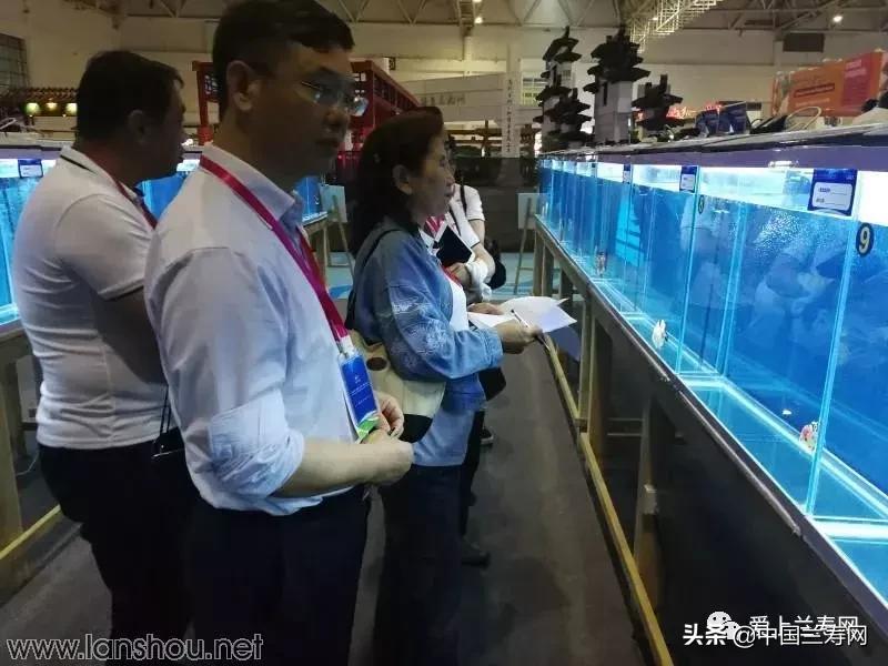 世界金鱼大赛在福州举行,2019中国世界金鱼大赛