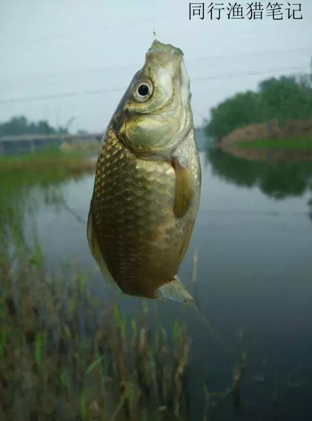 钓鱼记录2019,最新的钓鱼日记