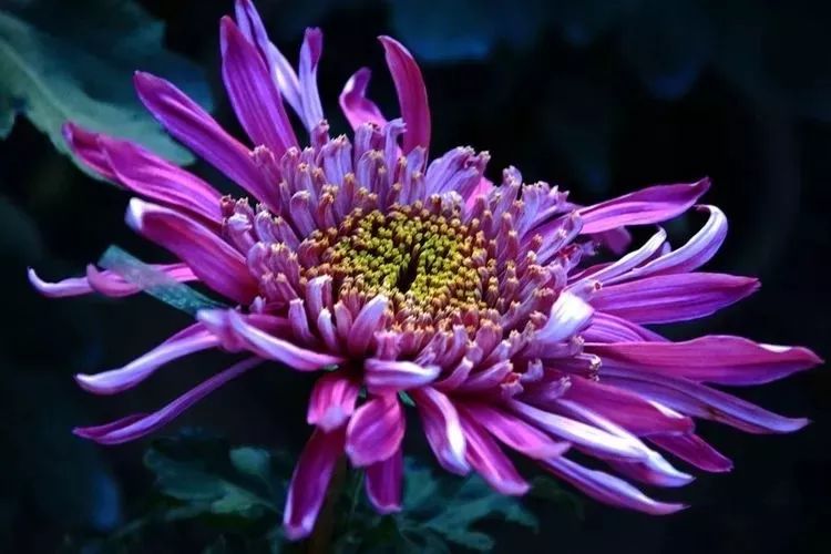 花中四君子菊花国画用笔,花中四君子菊花高清图片