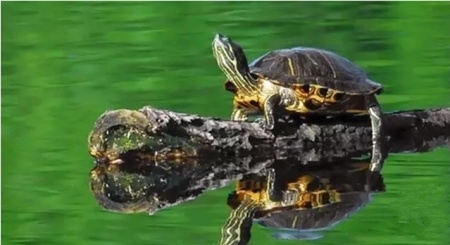 怎么养绿水最简单,怎样用绿水养苗