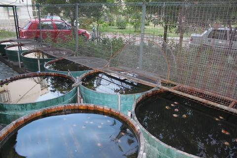 绿水养金鱼好还是清水养金鱼好,用什么水养金鱼最好