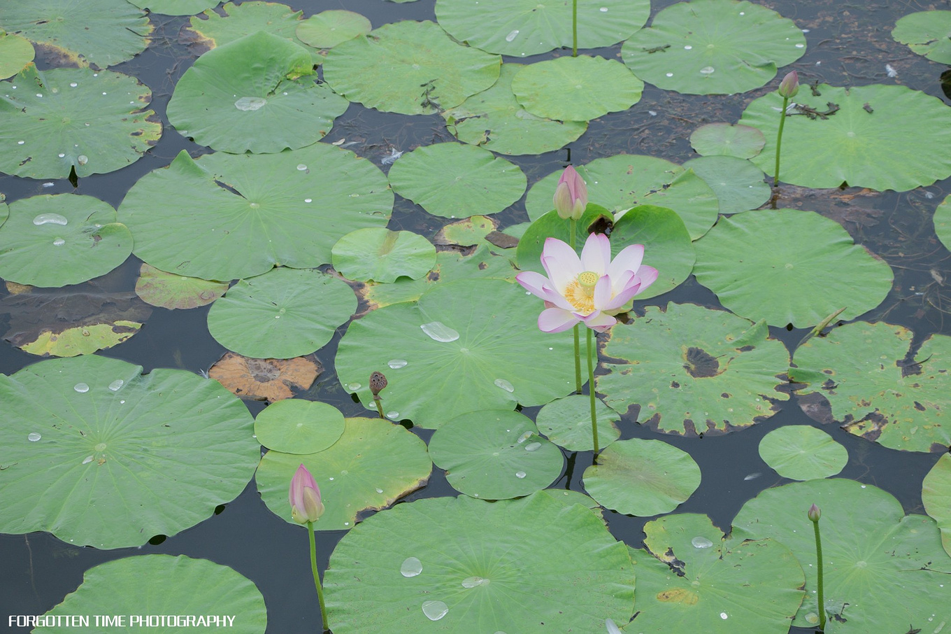呼兰河口湿地有什么好玩的吗,哈尔滨呼兰河湿地美景