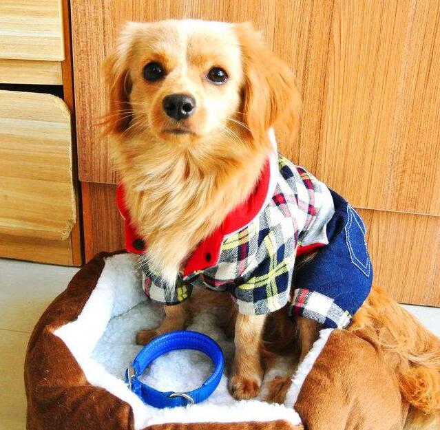 冬天要不要给狗狗穿衣服,冬天给狗穿什么衣服不冷