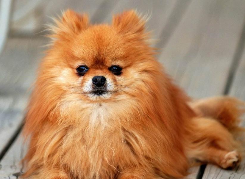 狗狗的寿命最长能活多少年,寿命最长的十种狗狗排行