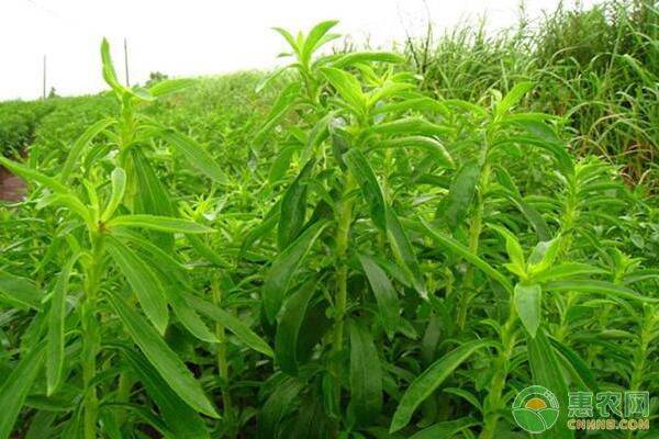 甜叶菊苗期都有哪些病害,甜叶菊病害治疗方法