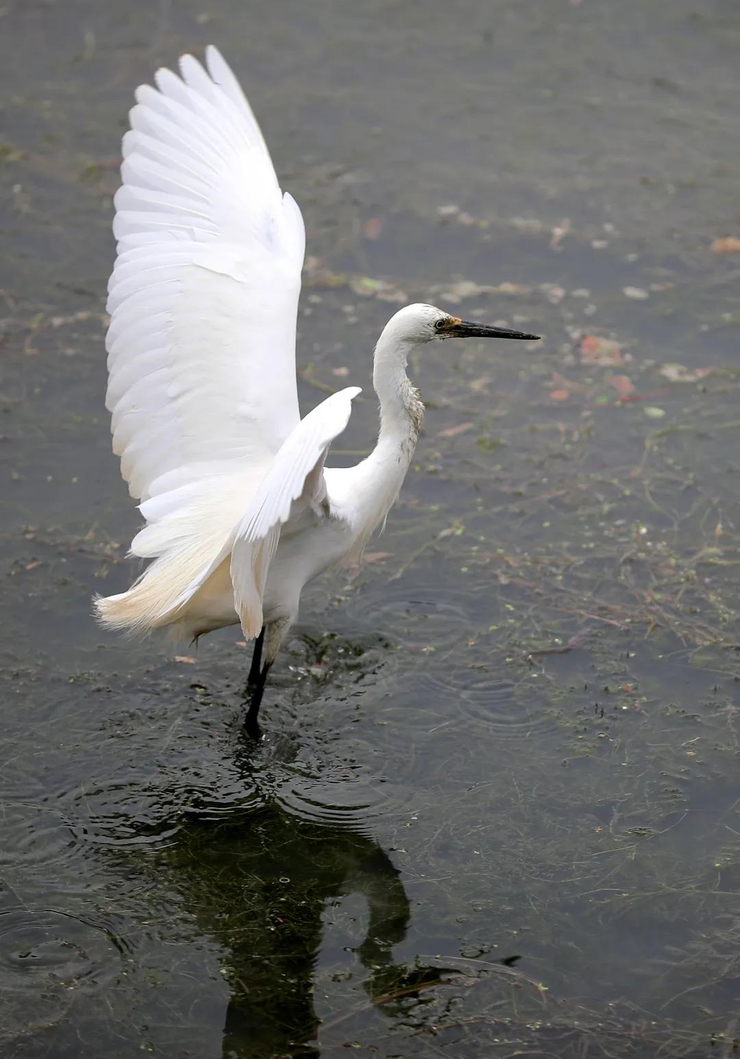 成都城南4条最美街道,成都天府新区风景优美的地方