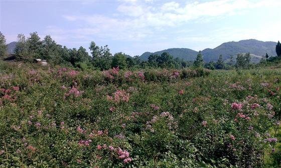 黄山的金凤凰,山沟里的金凤凰湖北
