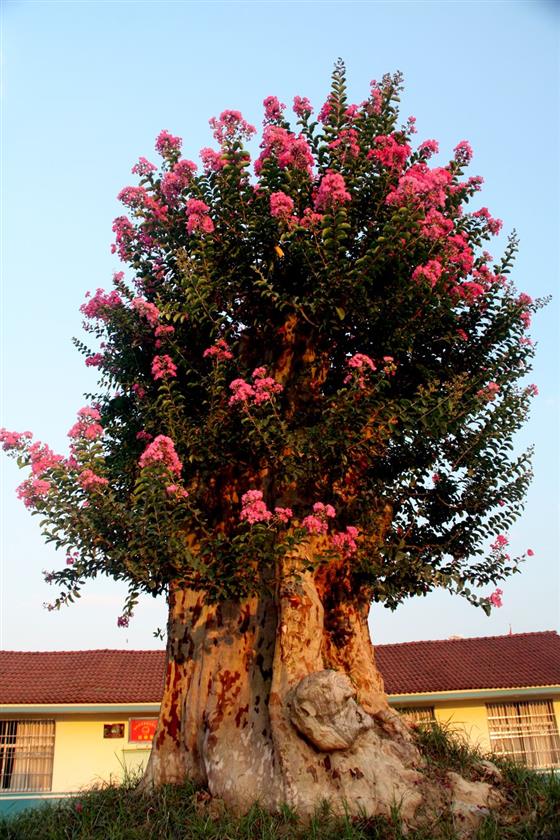 黄山的金凤凰,山沟里的金凤凰湖北