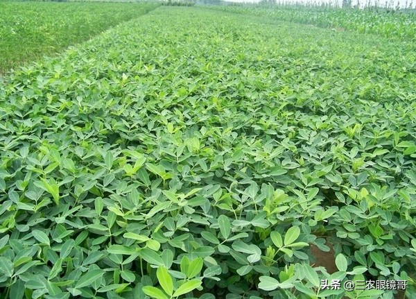 防治花生蛴螬的最佳时间,花生田的蛴螬在什么时间防治最佳