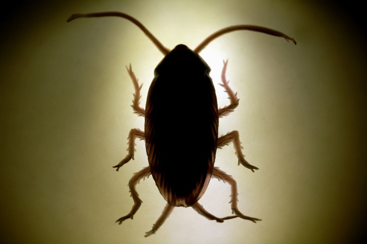 为什么正新鸡排的鸡排便宜些了,正新鸡排为什么没以前好吃了