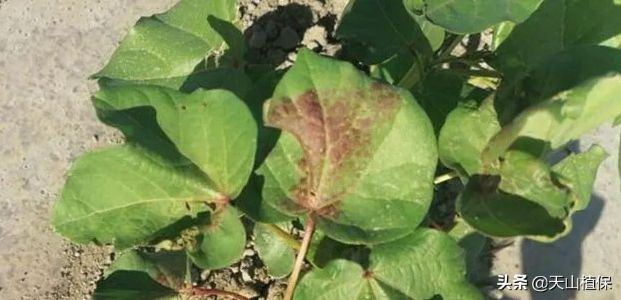 棉田主要病虫草害的识别,棉田出苗率低的原因分析与防治