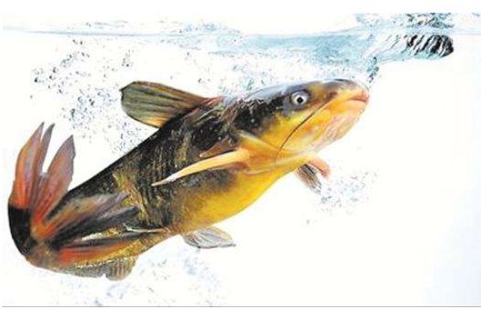 黄颡鱼肝胆病多发、体色异常等代谢疾病怎么办?胆汁酸给你答案!