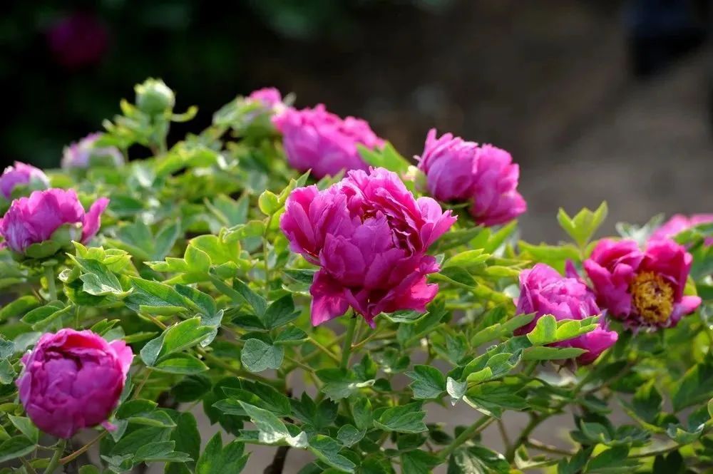 华酝牡丹园紫藤花,华酝牡丹园格桑花