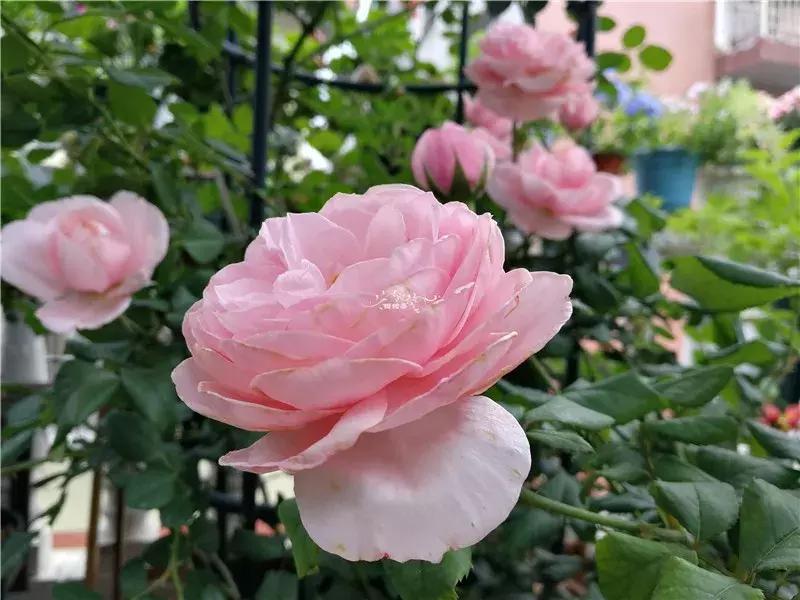 天竺葵的养护视频,垂吊天竺葵的养护