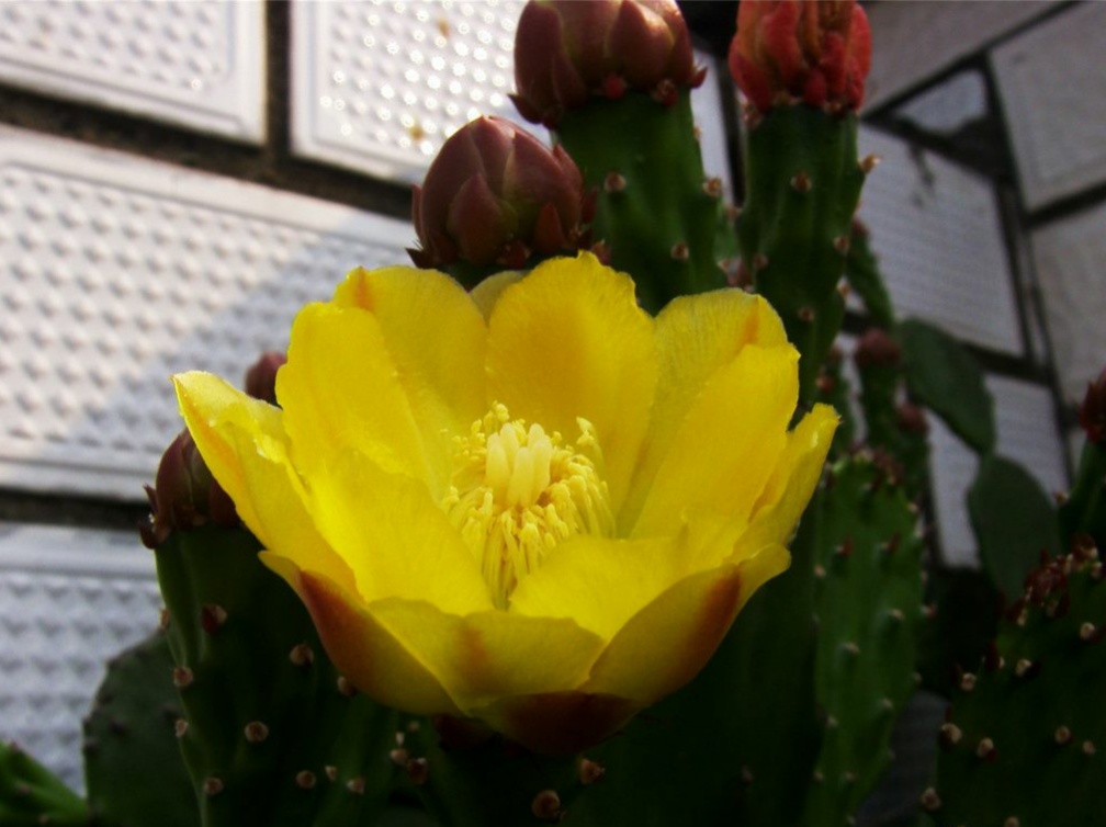 “常年丑貌君不问，一日花红万户惊”——仙人掌的产地及精品赏析