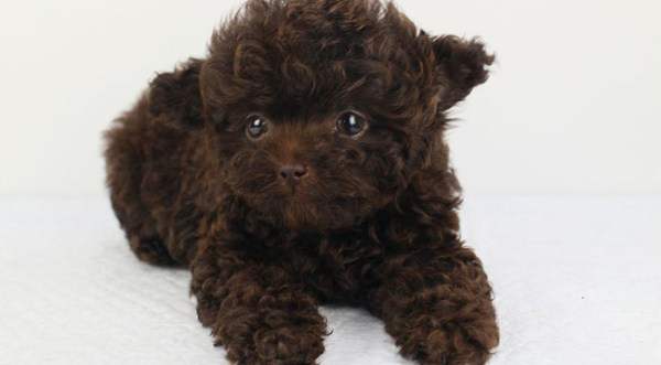 贵宾犬小体稀有色,贵宾犬什么颜色比较稀有