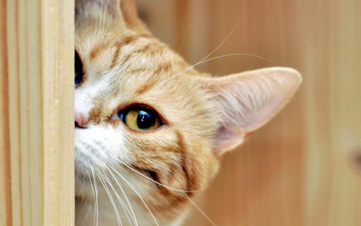 有孕妇养猫感染弓形虫吗,孕妇能养猫和狗吗