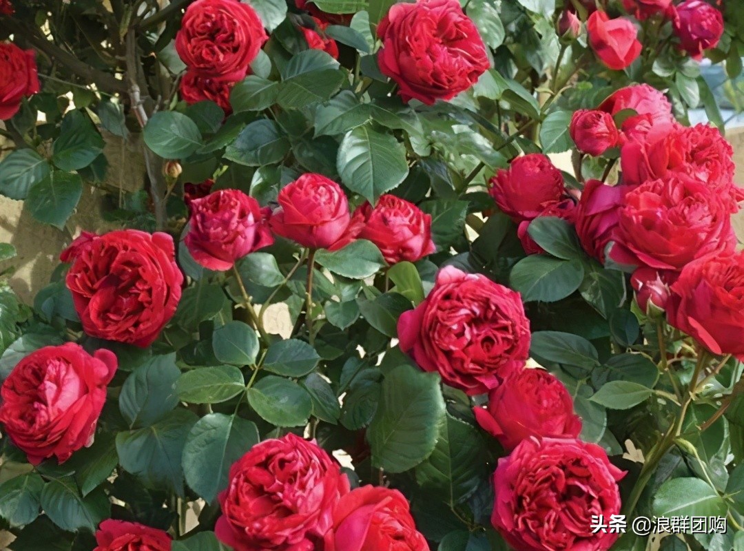 月季哪些品种大花又香,月季哪些品种花期长耐阴耐寒耐旱