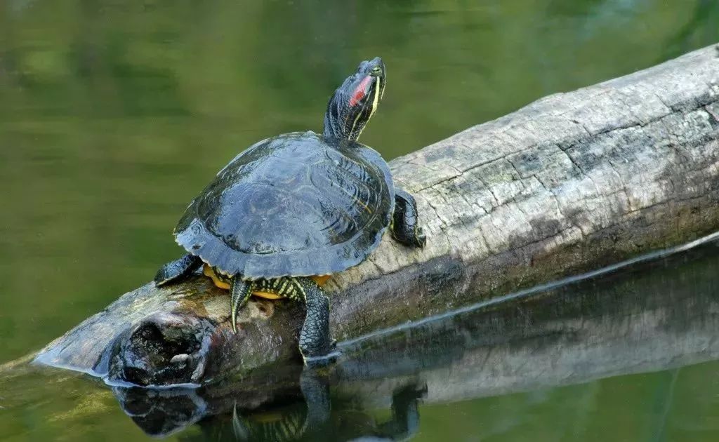 养龟净化水质的药物有什么,养龟水如何维持水质稳定