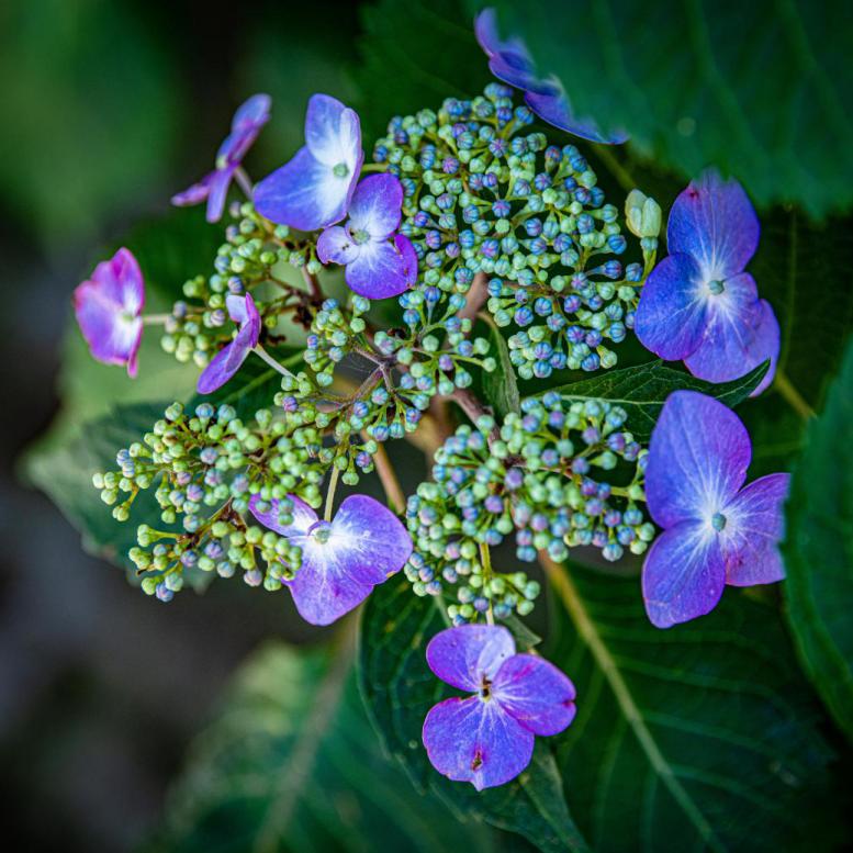 美美美！余杭七大花海组团来袭，遍地繁花好似人间仙境