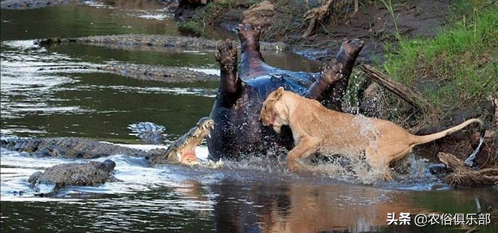 农村死人的恐怖传说,尸体不入土会变僵尸吗