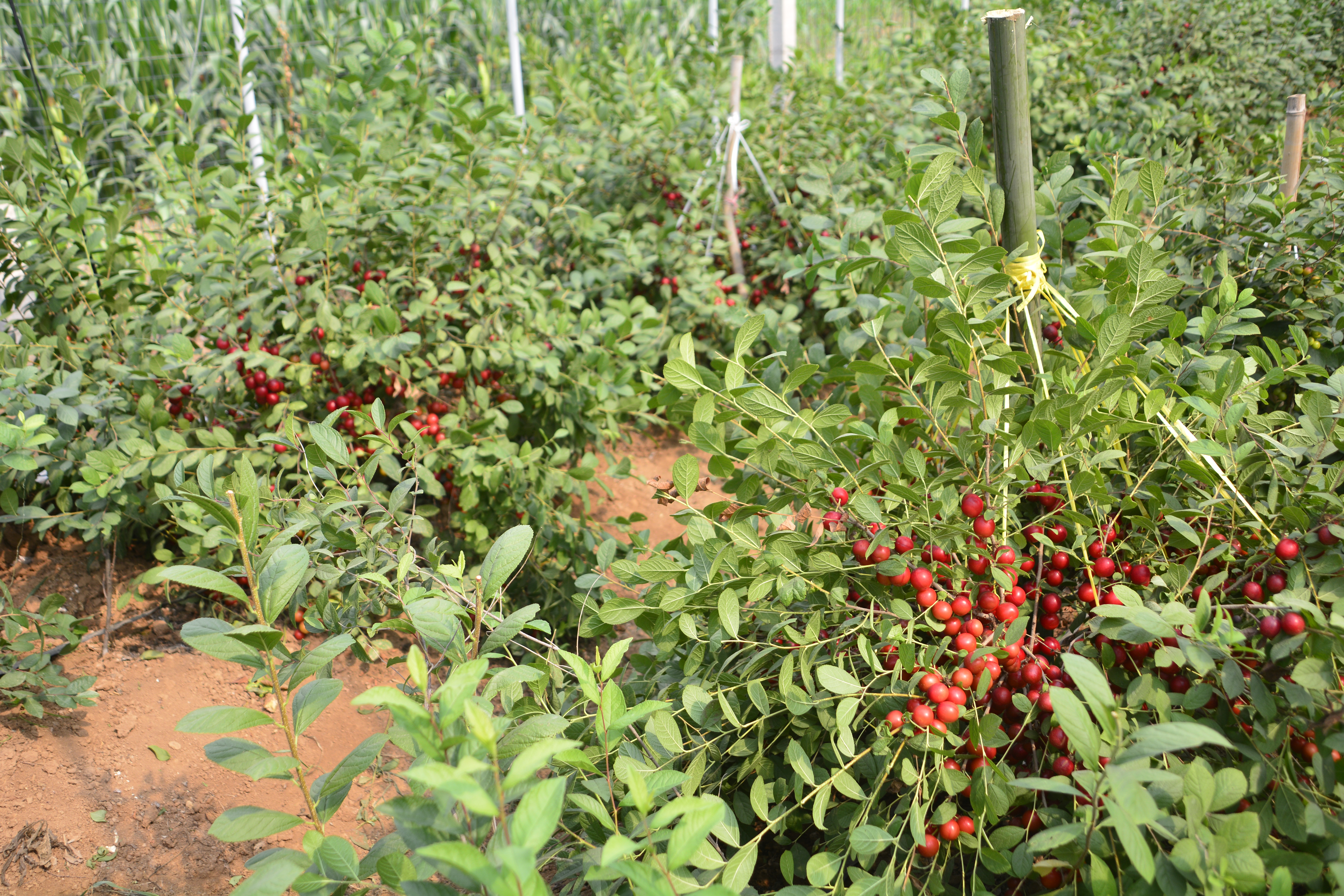 中国原产农村野果,中国野果骗局揭秘