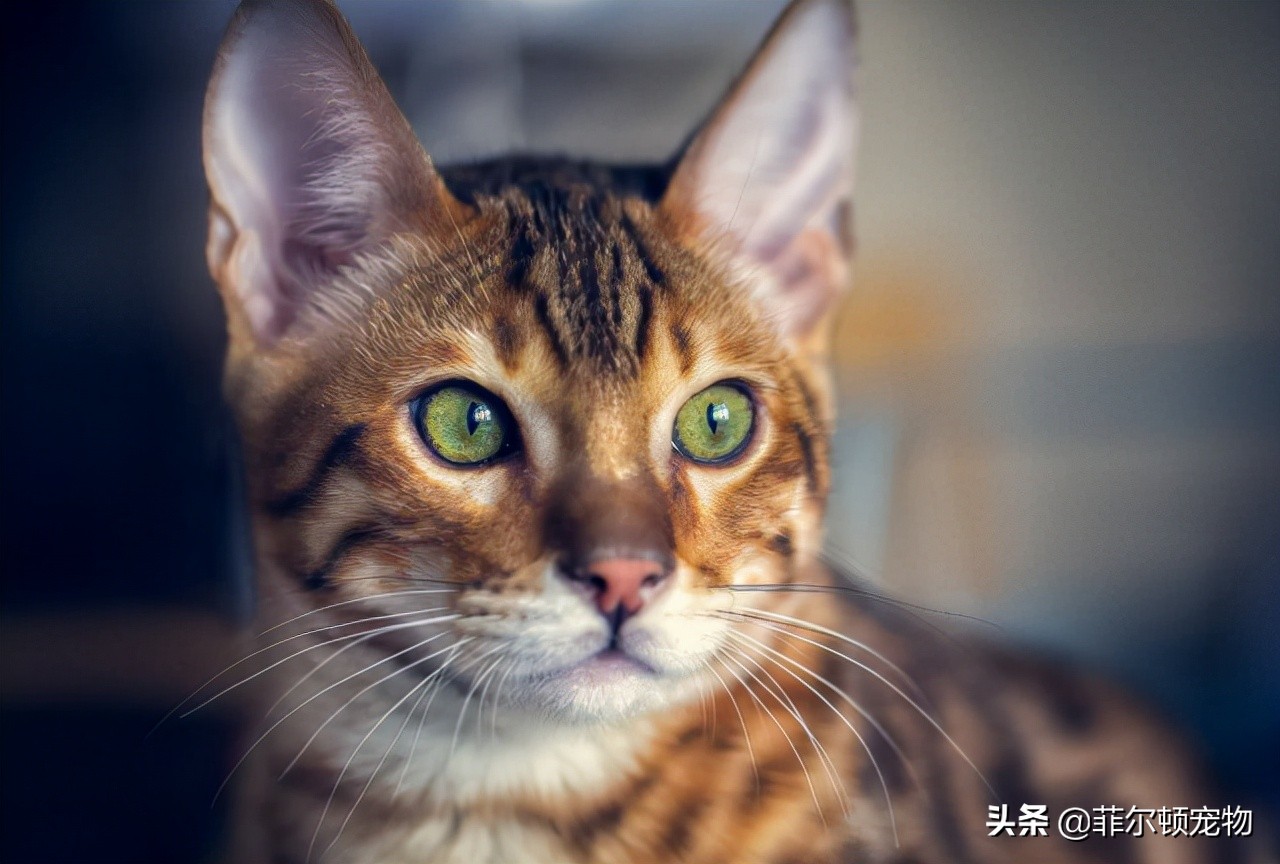 捡到猫咪胡须会有好运,捡到猫的胡须寓意