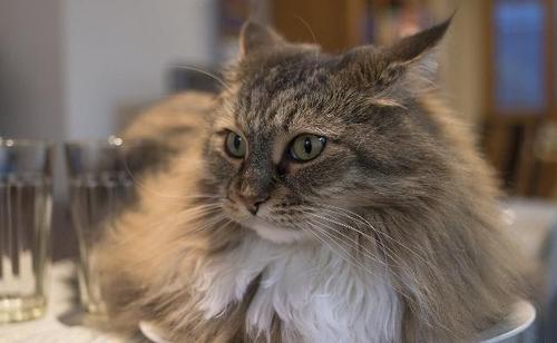 猫得了绦虫没有隔离怎么治,猫绦虫病可以根治吗