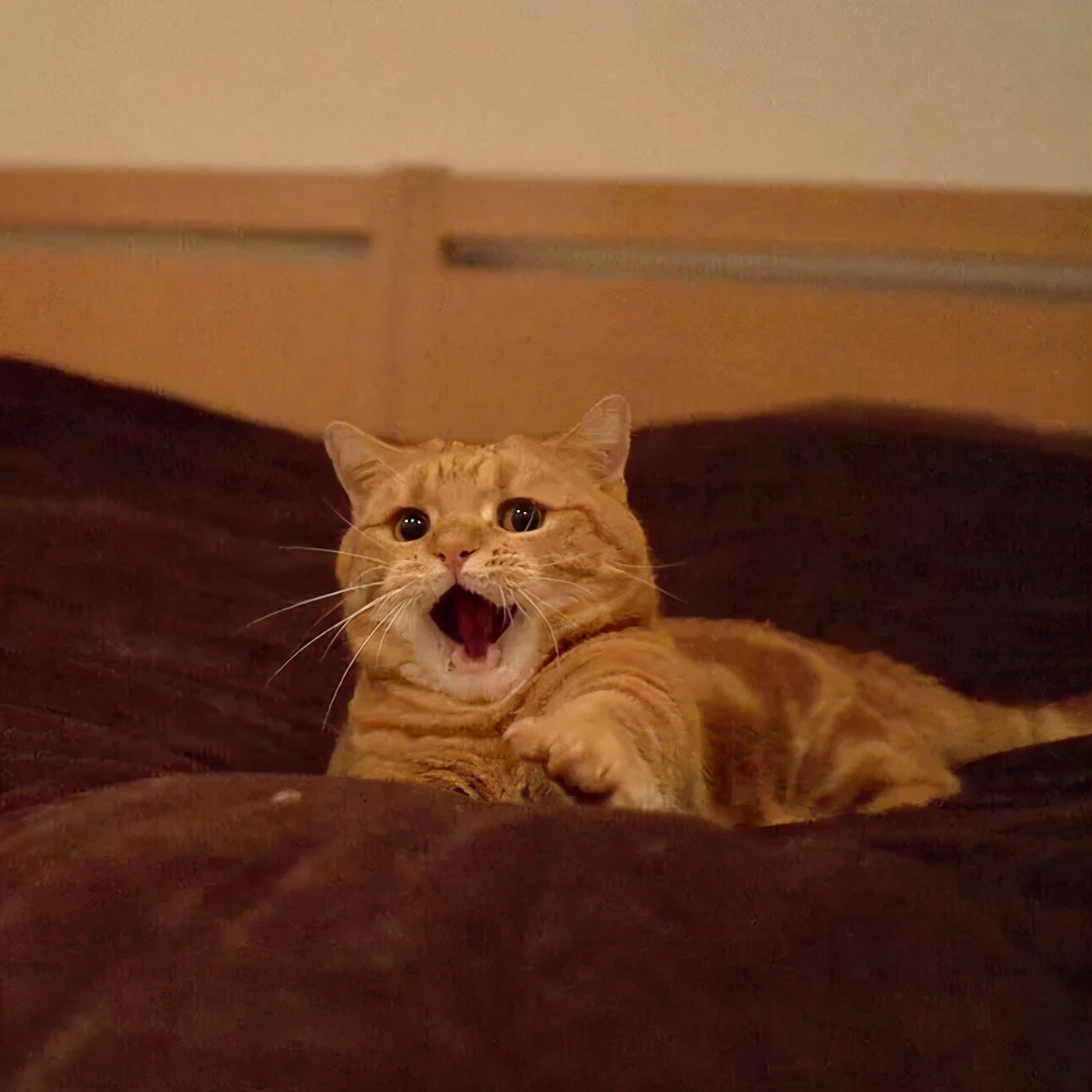 爱唱歌的小猫咪,爱唱歌的可爱猫咪