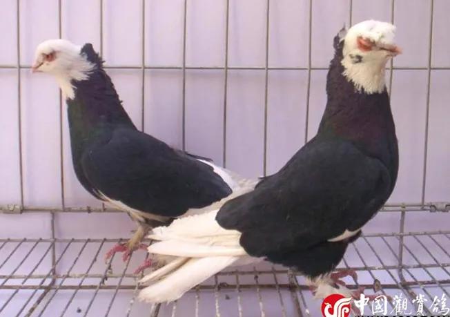 北京鸽哨制作,北京鸽哨晨曲