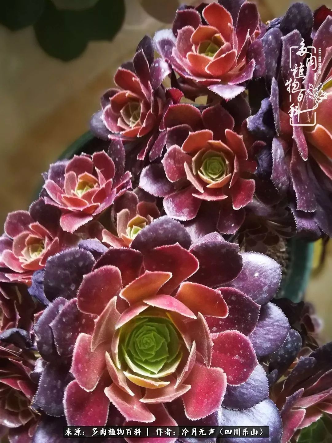 时光见证多肉故事,关于多肉的故事