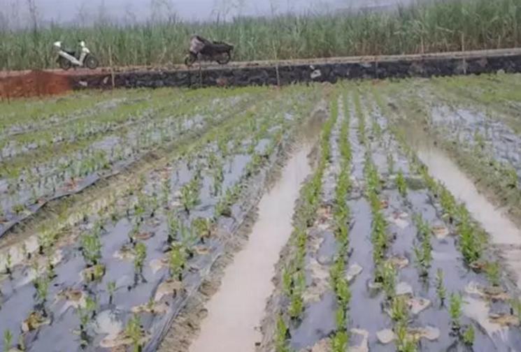 怎么检测土壤有没有肥力,如何判断土壤肥力好不好