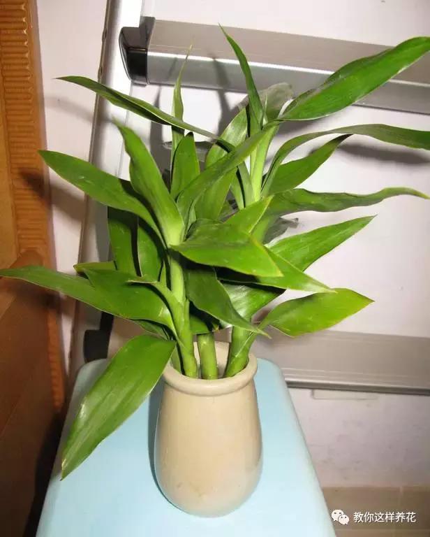 富贵竹养几根最合适,富贵竹一个花瓶里放双数还是单数
