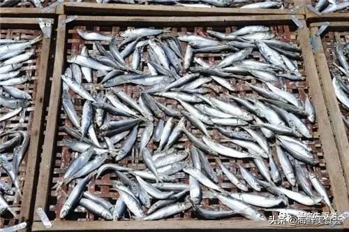 常见的小海鱼干有哪些,市场上常见的海鱼干