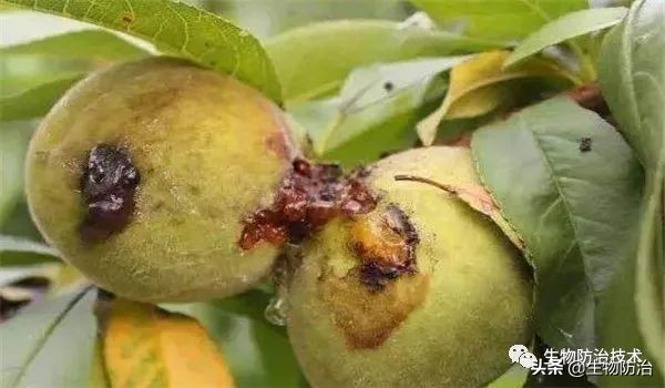 蛀干害虫是钻蛀害虫吗,果树枝干钻蛀害虫图片