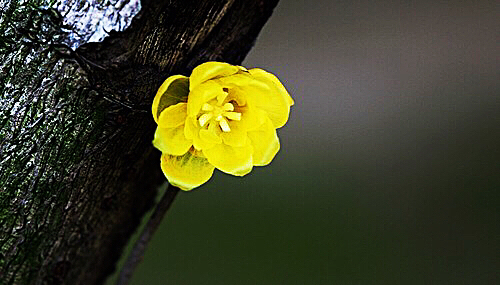 腊梅迎春绽放满园幽香扑鼻,腊梅花香清香扑鼻